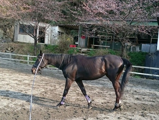 埼玉県の乗馬クラブ　馬の調整を行いました。