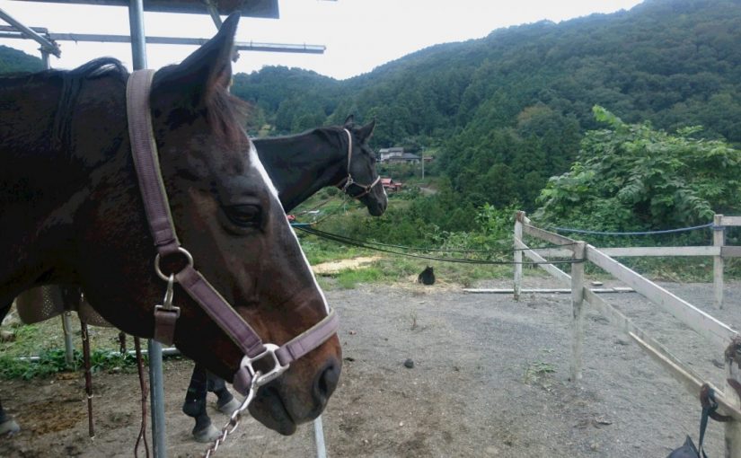 [越生の乗馬クラブ]たくさんの動物たちが一緒に生活しています。[埼玉県毛呂山町/Ｔ様]